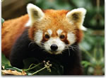 ZOO vrt Zagreb - traže se imena bebama crvenih panda ZOO vrt Zagreb - traže se imena bebama crvenih panda