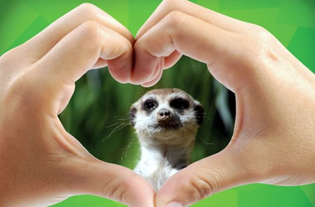 merkat / zoo vrt zagreb