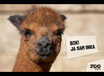 alpaka inka / zoo zagreb