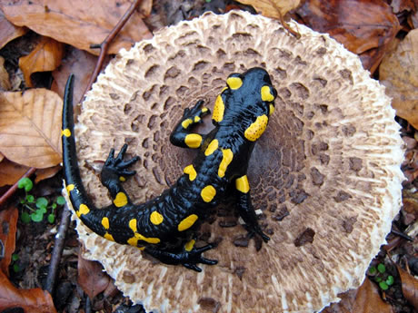 pjegasti daždevnjak