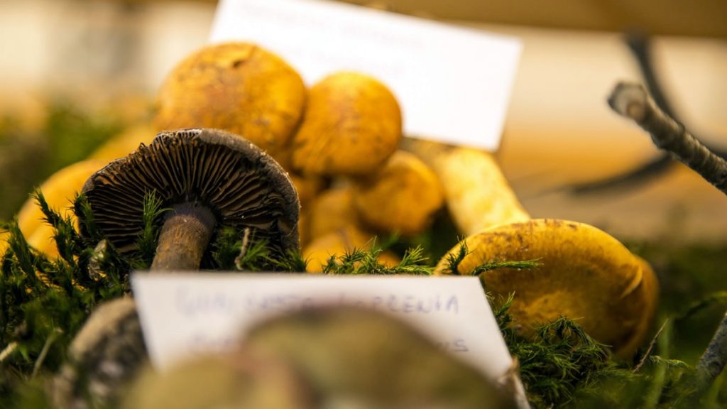 FungiFest 2019 / Lonjsko polje