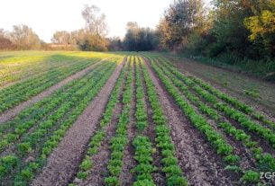 polje zelene salate 2014