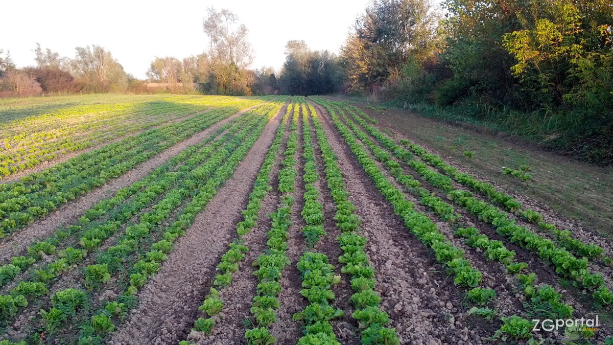 polje zelene salate 2014