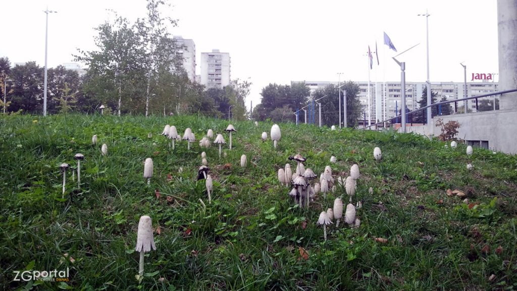 gljive u parku | muzej suvremene umjetnosti zagreb | rujan 2013.