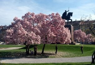 magnolija na trgu kralja tomislava | zagreb | ožujak 2016.