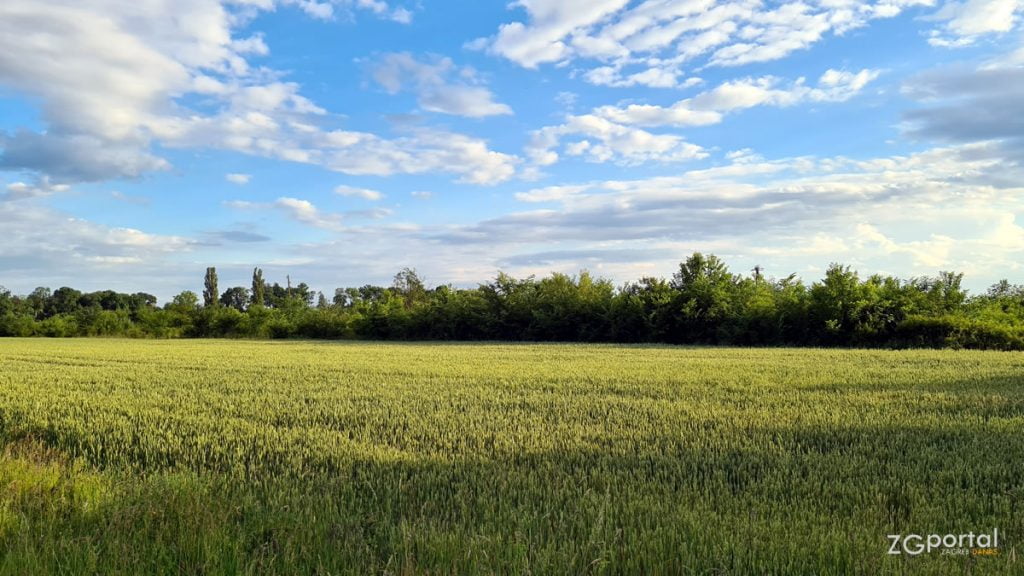 žitno polje | pšenica | črnkovec, velika gorica | lipanj 2020.
