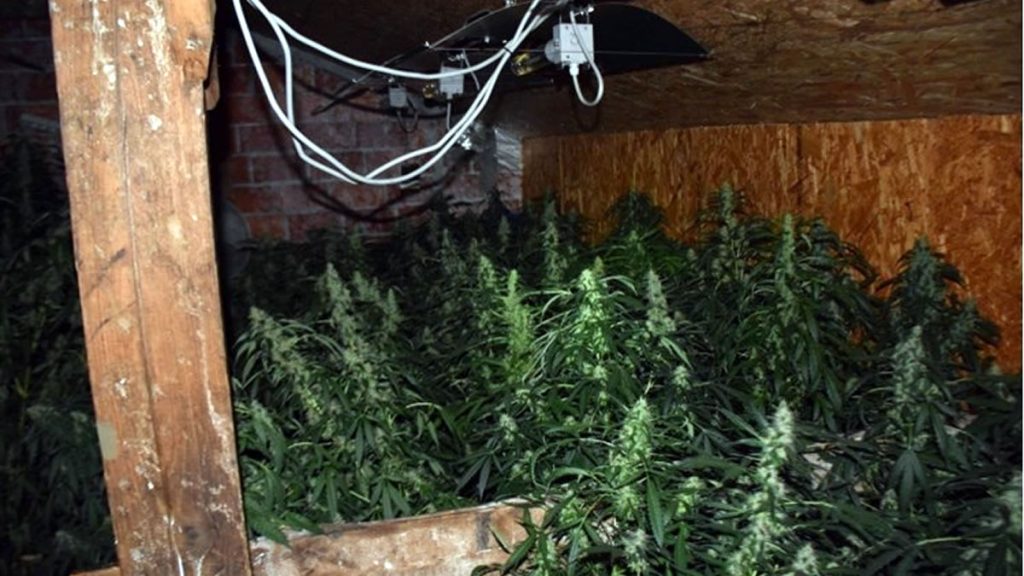 marihuana | laboratorij za uzgoj | foto: pu sisačko-moslavačka i zagrebačka | 2020.