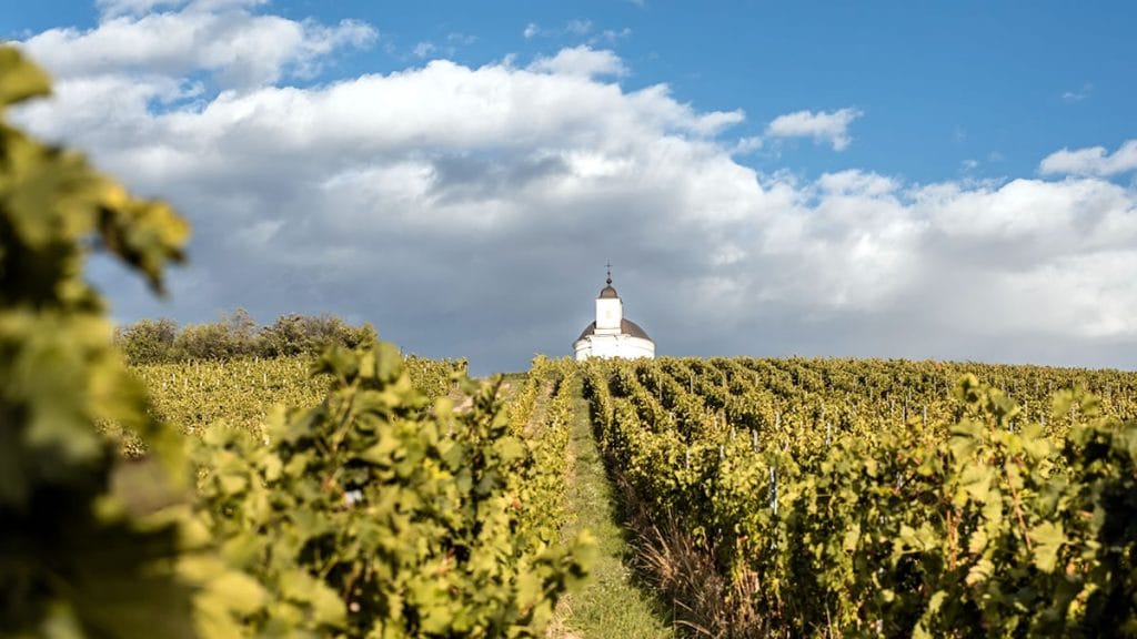 vinograd | mađarska | 2020.