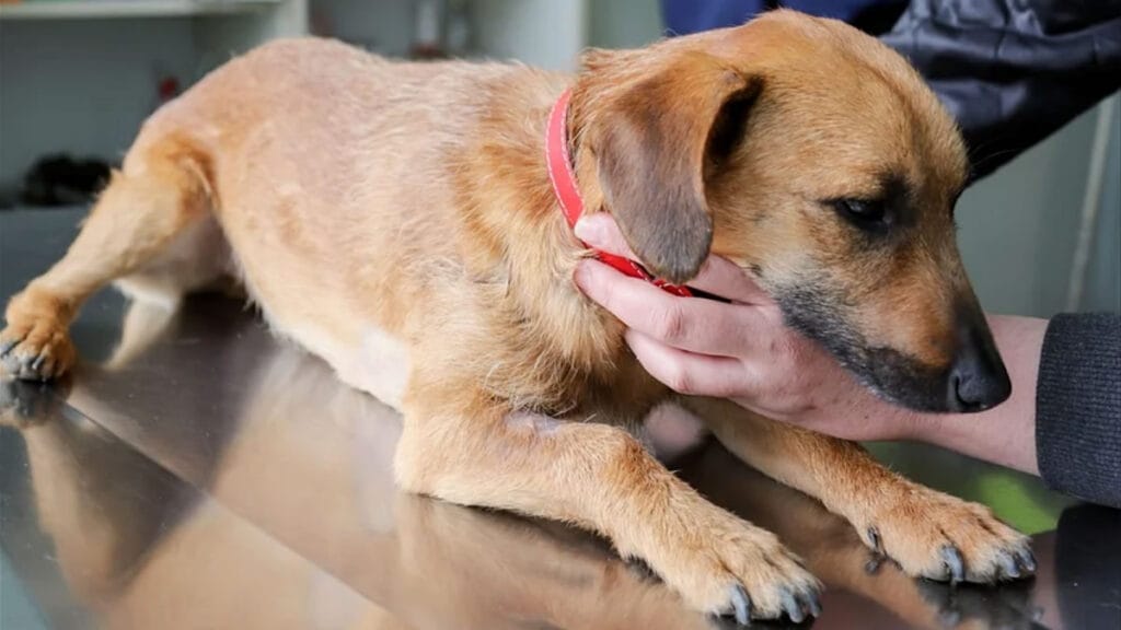 pas kod veterinara | 2021.