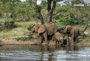 elephant - wildlife watch africa - 2021.