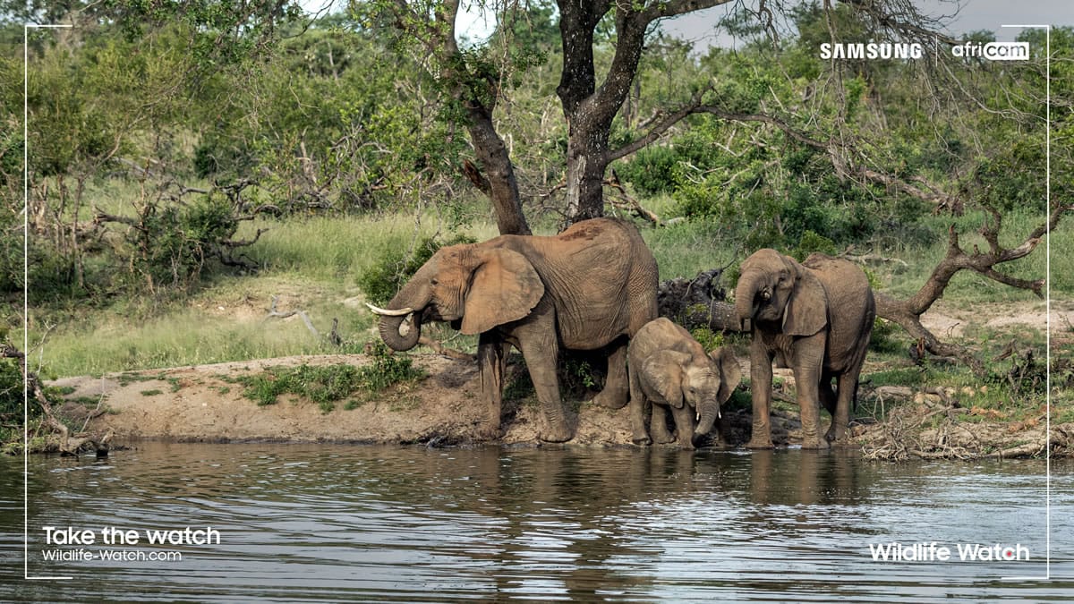 elephant - wildlife watch africa - 2021.