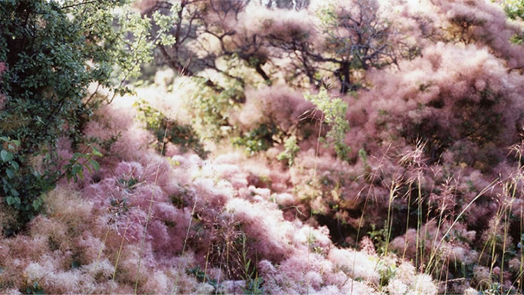 sofijasilvia | dust to dust | cotinus coggygria #4 | 2018.