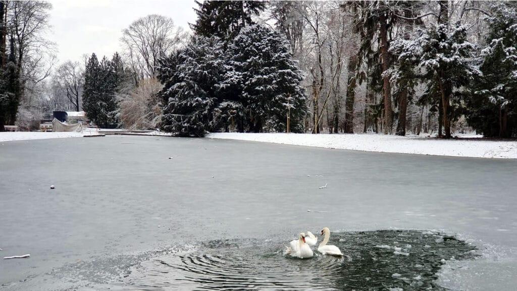 par crvenokljunih labudova | drugo maksimirsko jezero - park maksimir zagreb | siječanj 2022.