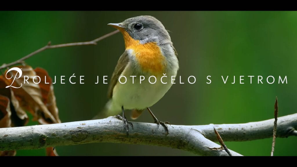 lucija šerbedžija - proljeće bez tebe | 2023.