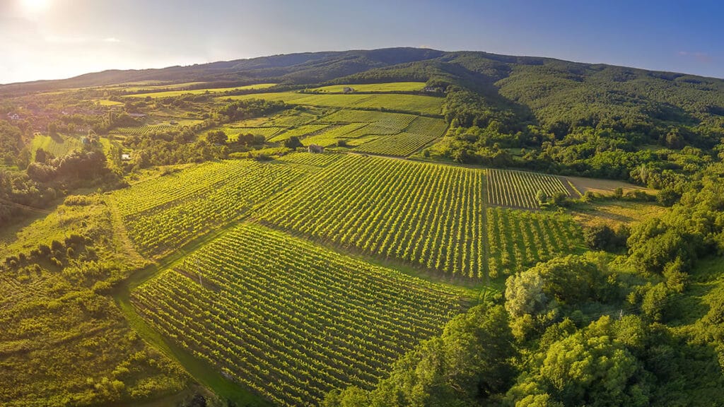 vinograd graševina | turistička zajednica požeško-slavonske županije