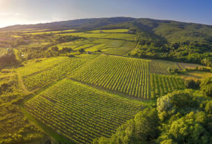 vinograd graševina | turistička zajednica požeško-slavonske županije