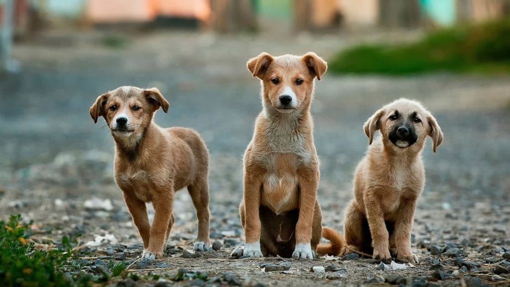 dogs | 2024.