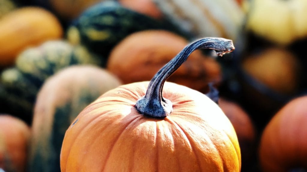 pumpkin | 2023.