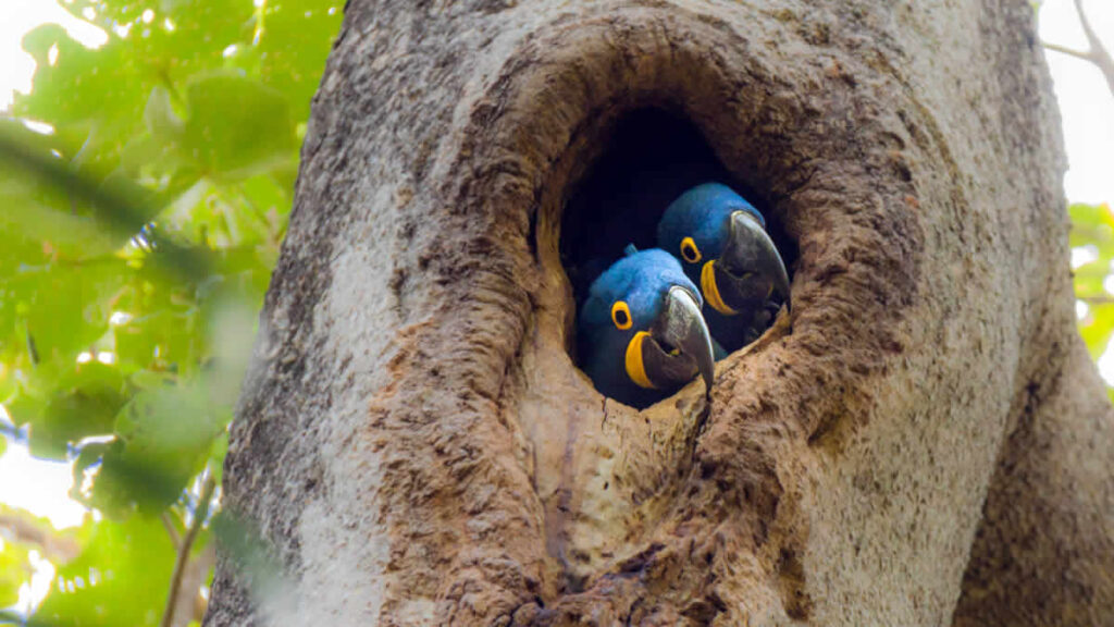world news | parrot | 2024.