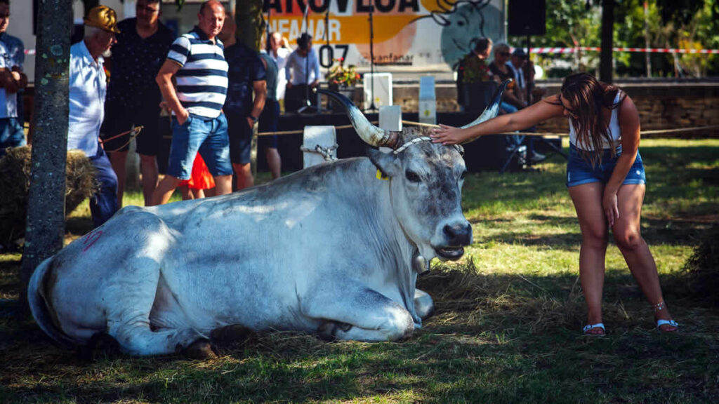 smotra istarskih volova boškarina 2024 | kanfanar istra hrvatska