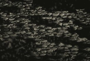leaves on water | 2024.