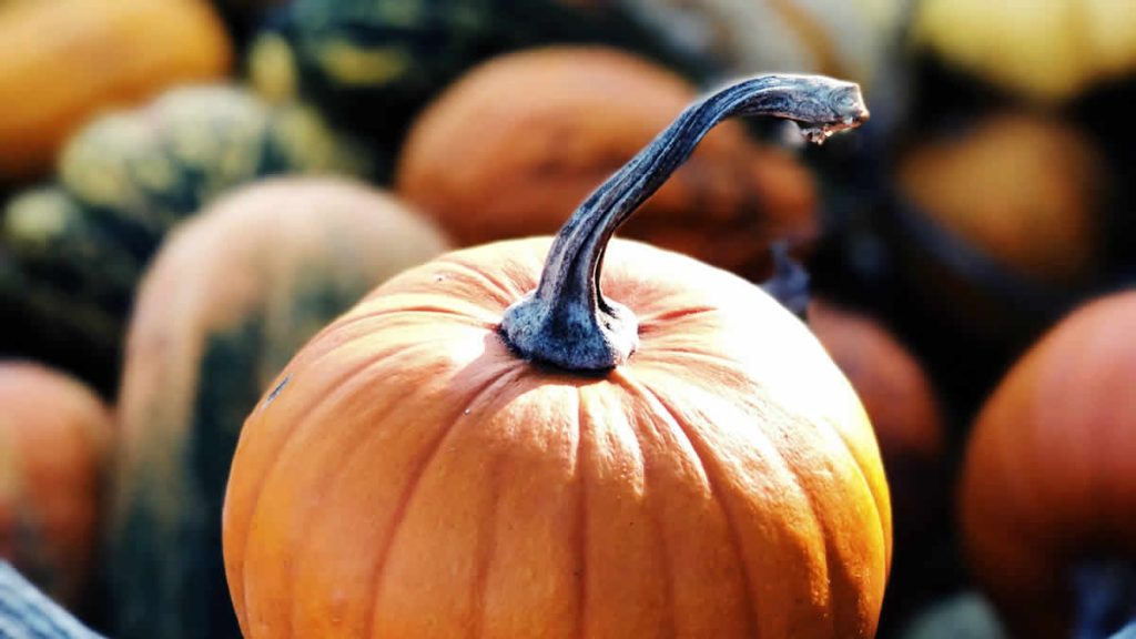 buča | bundeva | pumpkin | 2024.