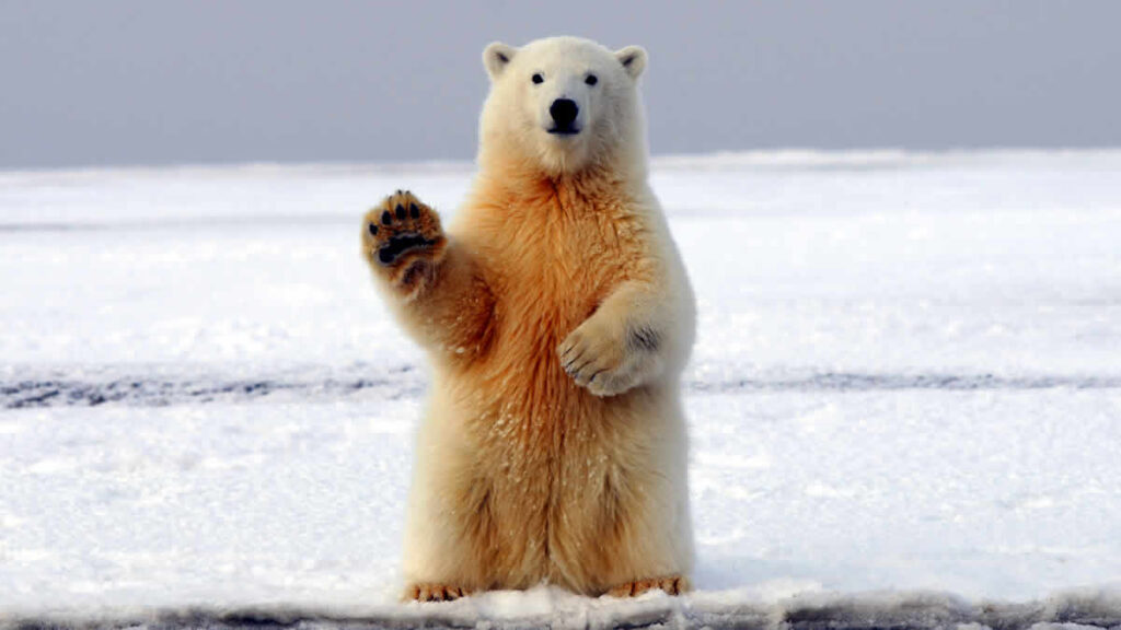 polarni medvjed | 2025.