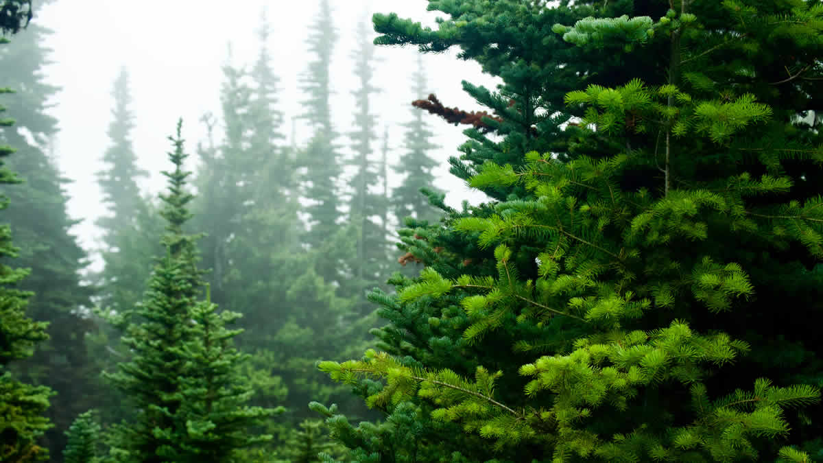 evergreen | 2025.