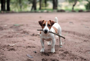 jack russell terijer | 2025.