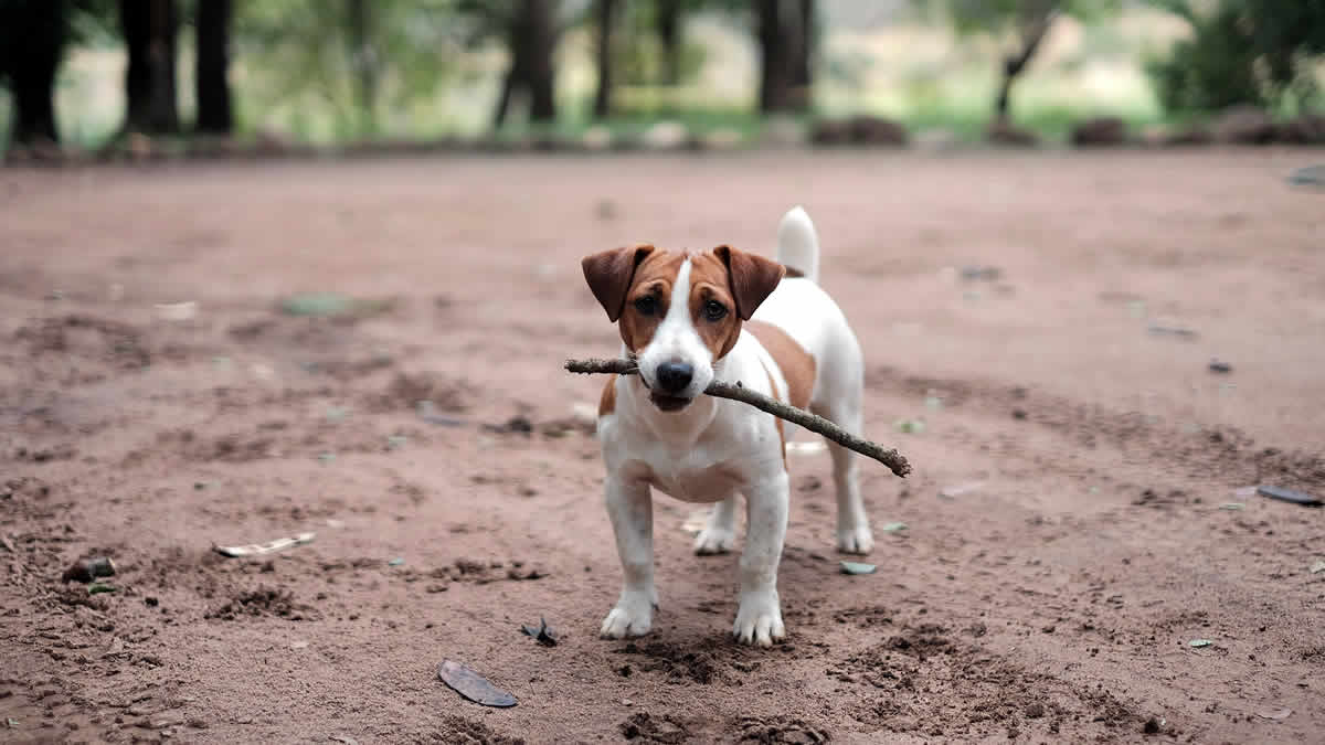 jack russell terijer | 2025.