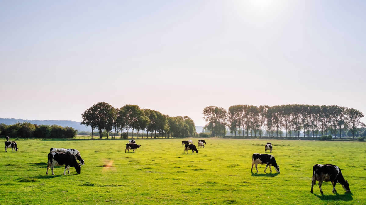 krave na pašnjaku | 2025.