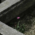 memento mori | 2025.
