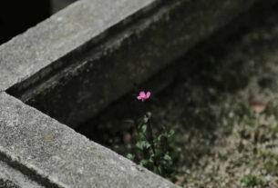 memento mori | 2025.