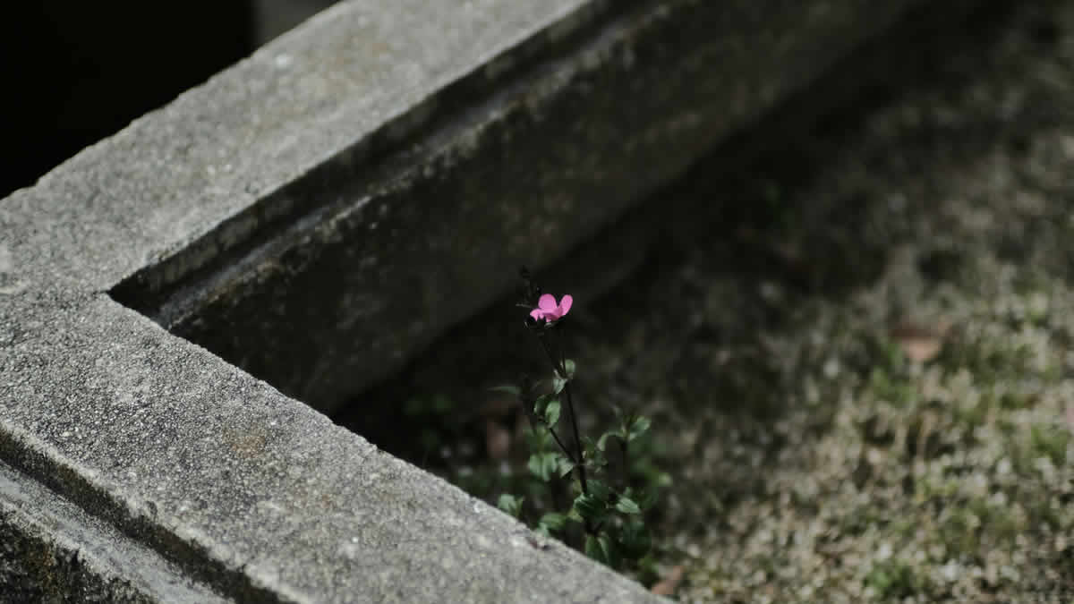 memento mori | 2025.