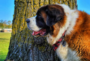 bernardinac | saint bernard dog | 2025.