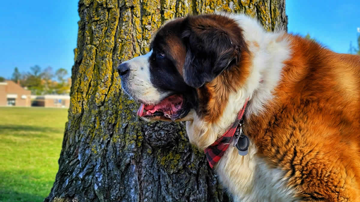 bernardinac | saint bernard dog | 2025.