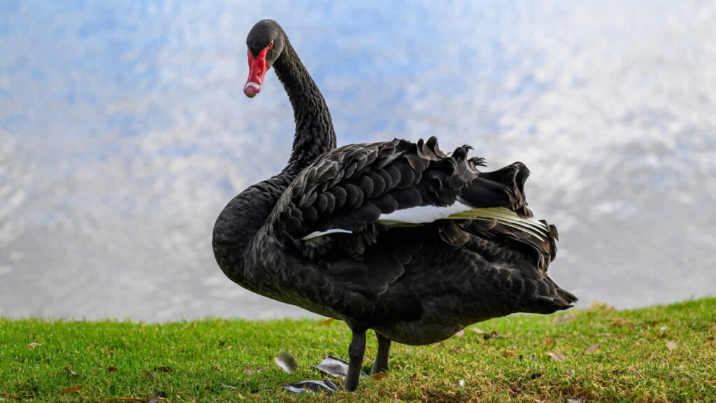 crni labud | black swan | 2025.