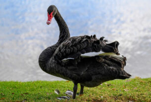 crni labud | black swan | 2025.