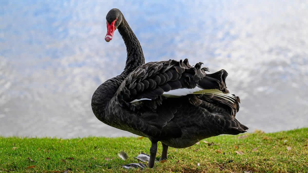 crni labud | black swan | 2025.