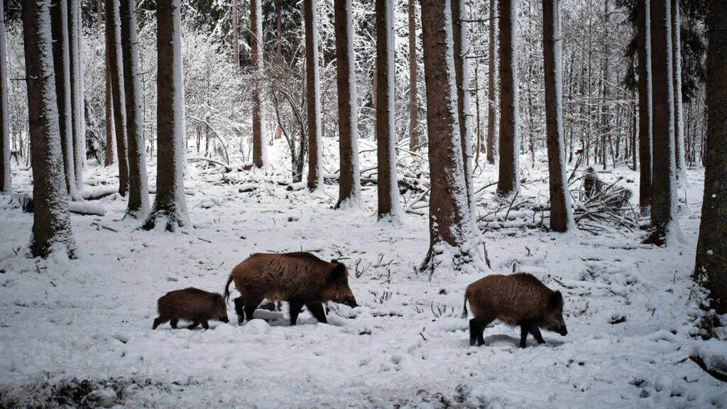 divlja svinja | wild boar | 2025.