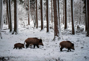 divlja svinja | wild boar | 2025.