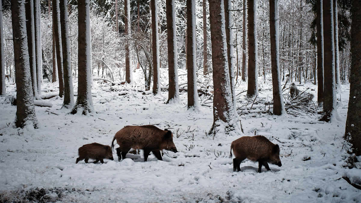 divlja svinja | wild boar | 2025.