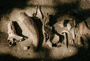 paleoantropologija | paleoanthropology | 2025.