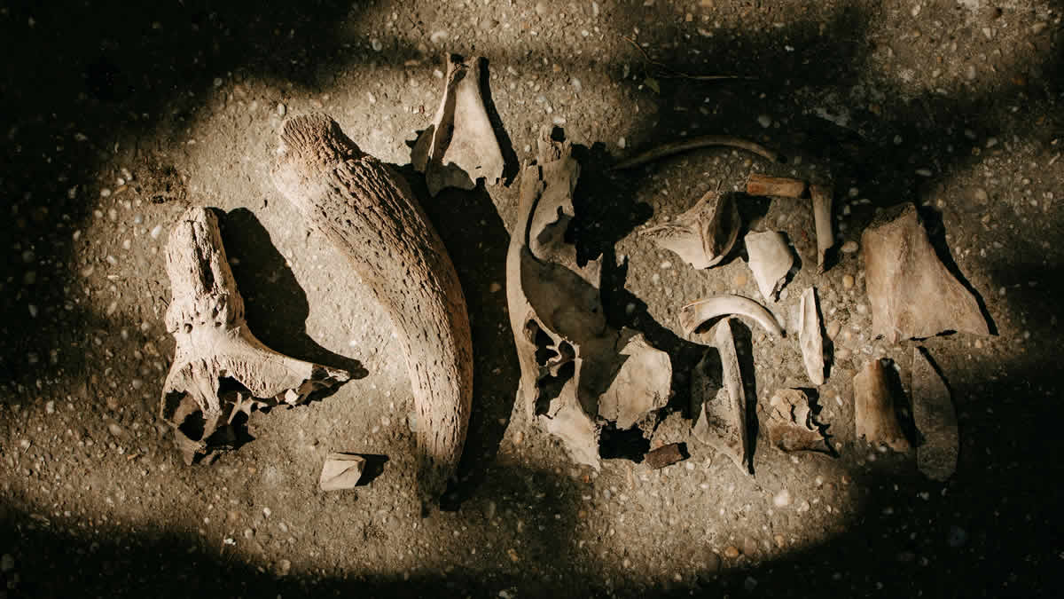 paleoantropologija | paleoanthropology | 2025.