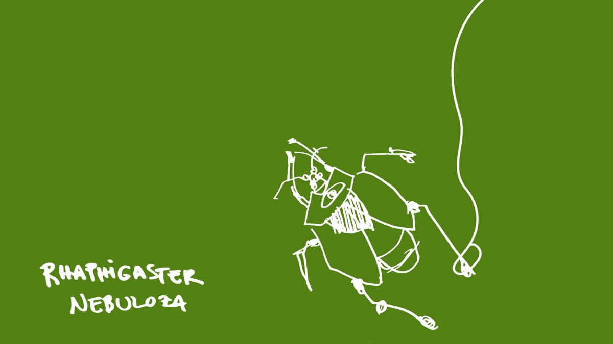 smrdljivi martini - rhaphigaster nebuloza | 2025.