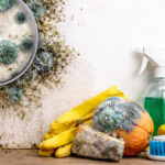 plijesan | mikroskopske gljive | 2026.