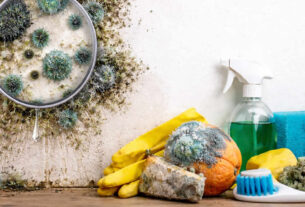 plijesan | mikroskopske gljive | 2026.