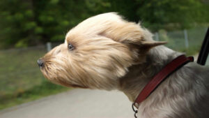 dog car window | 2026.