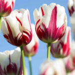 tulipani | 2026.