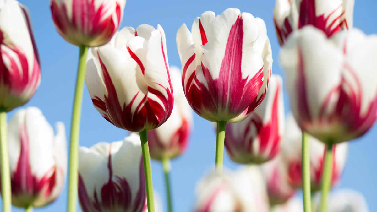 Floraart 2026 | Zbog kiše ovogodišnja cvjetna manifestacija produljena je i na ponedjeljak, 18. svibnja
